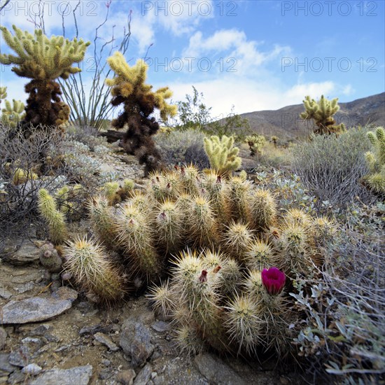 Organ Pipe Cactus National Monument