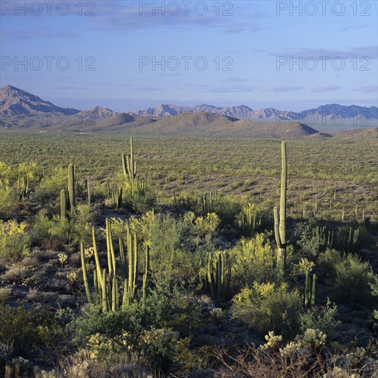 Organ Pipe Cactus National Monument