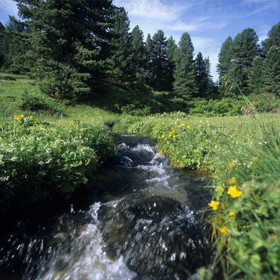 Mountain stream