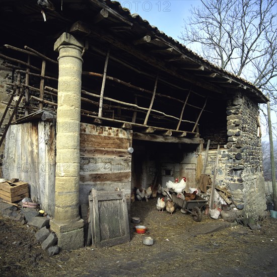 Cock and hens in poultry-yard of a farm