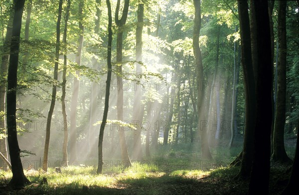 Early morning in the forest