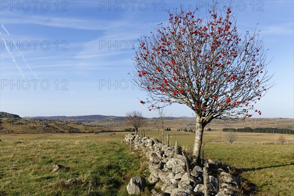 Landscape with stone wall and European Rowan