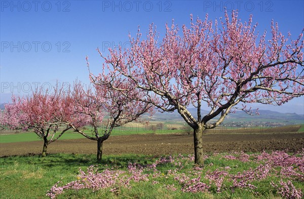 Peach trees (Prunus persica) with cut blossoms