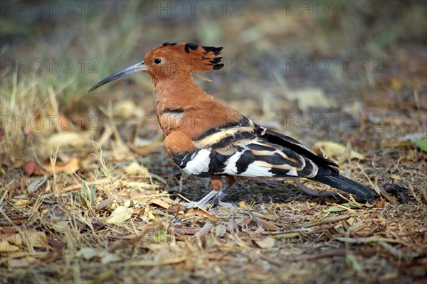 African Hoopoe (Upupa africana)