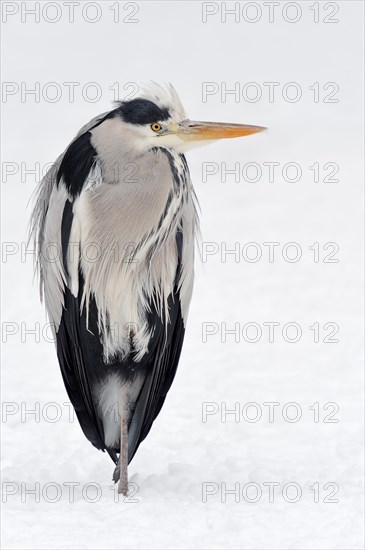 Grey Heron (Ardea cinerea) in winter