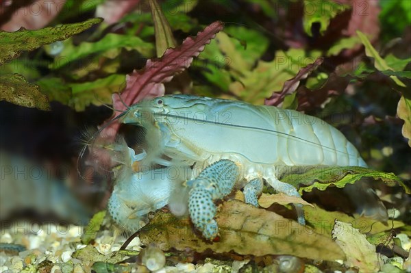 African Giant Filter Shrimp or Vampire Shrimp (Atya gabonensis)