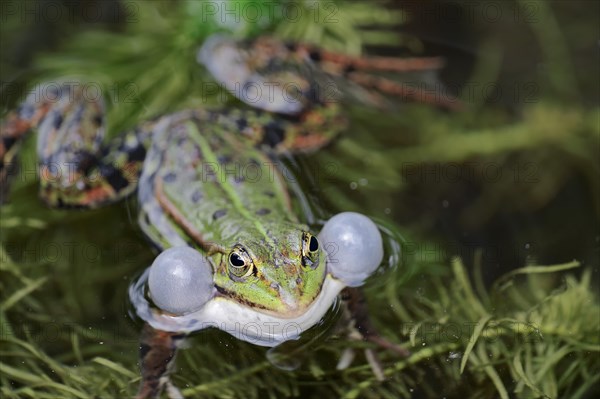 Water frog (Rana esculenta)