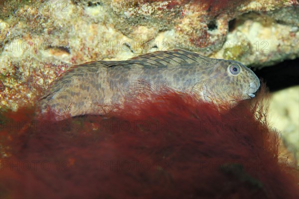 Peacock Blenny (Blennius pavo