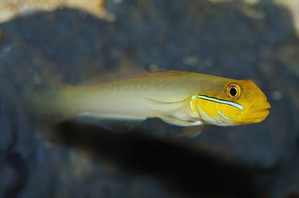 Sleeper Gold Head Goby (Valenciennea strigata)