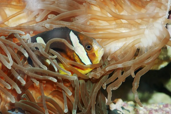 Clark's Anemonefish or Yellowtail Clownfish (Amphiprion clarki)