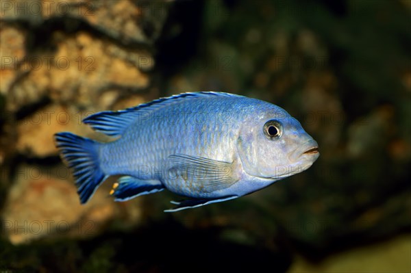 Powder Blue Cichlid (Pseudotropheus socolofi)