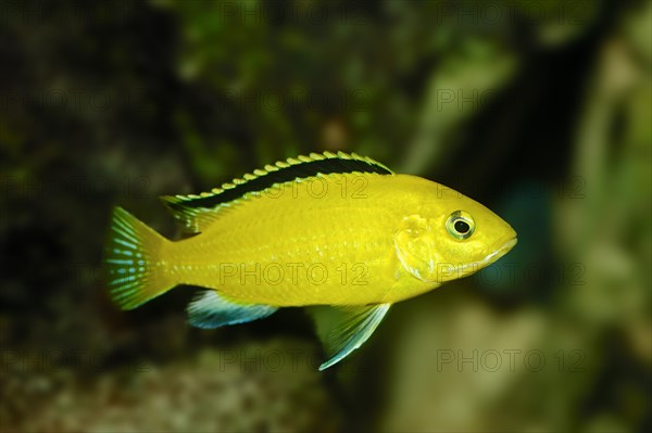 Electric Yellow Cichlid (Labidochromis caeruleus)