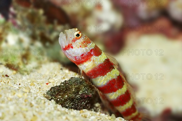 Wheeler's Watchman Goby or Burgundy Shrimpgoby (Amblyeleotris wheeleri