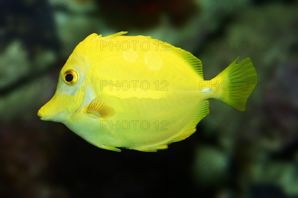 Yellow Tang (Zebrasoma flavescens)