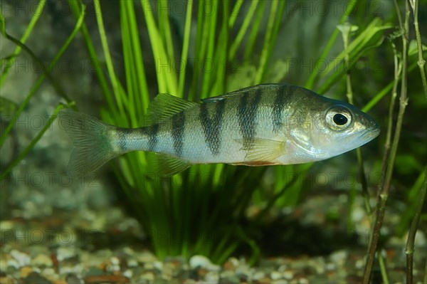 European Perch (Perca fluviatilis)