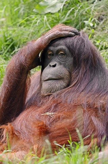 Sumatran Orangutan (Pongo pygmaeus abelii