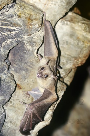 Egyptian fruit bat or Egyptian rousette (Rousettus aegyptiacus)