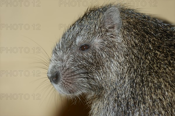 Desmarest's Hutia or Cuban Hutia (Capromys pilorides)