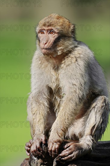 Barbary macaque or Barbary ape (Macaca sylvanus