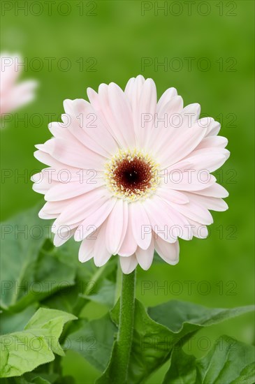 Gerbera (Gerbera jamesonii)