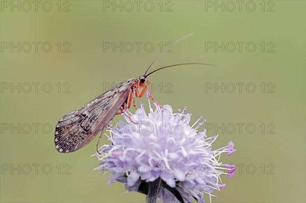 Caddis Fly (Halesus tesselatus) on the flower of a Devil's-bit Scabious (Succisa pratensis)