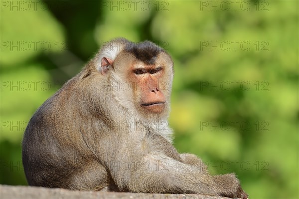 Southern pig-tailed macaque (Macaca nemestrina)