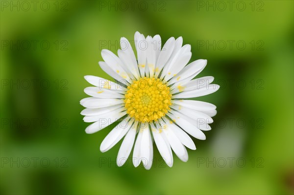 Daisy (Bellis perennis)