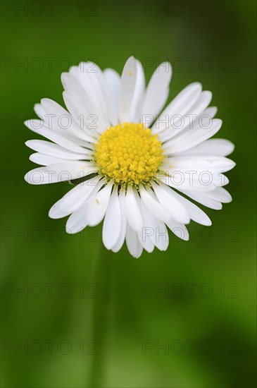 Daisy (Bellis perennis)