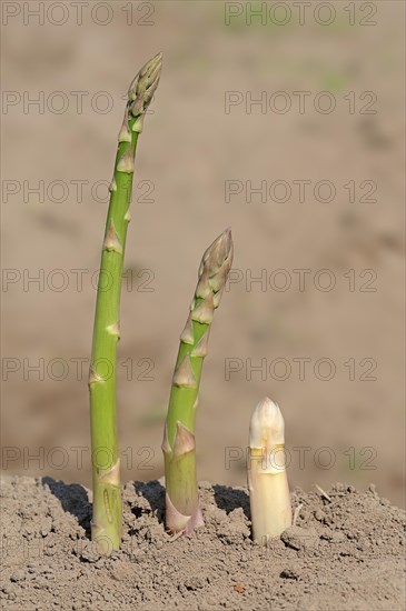 Green asparagus (Asparagus officinalis) growing on a field