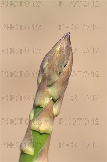 Green asparagus (Asparagus officinalis) growing on a field