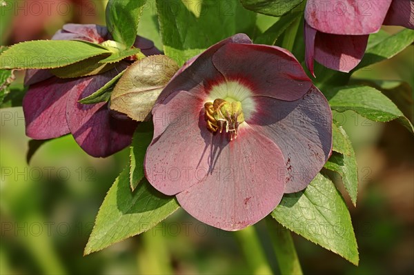 Christmas rose (Helleborus orientalis)