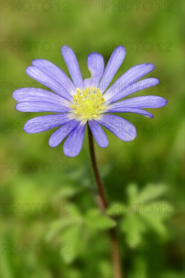 Blue Anemone or Grecian Windflower (Anemone apennina