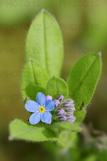 Alpine Forget-me-not (Myosotis alpestris)