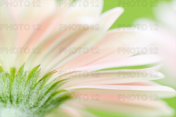 Gerbera (Gerbera jamesonii)