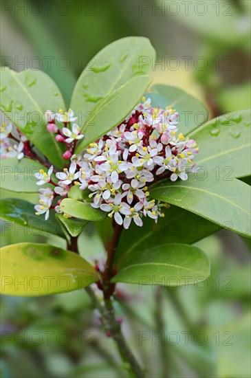 Japanese Skimmia (Skimmia japonica) flowers