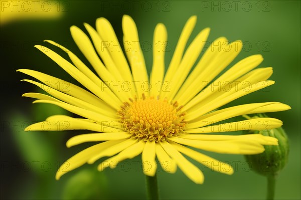 Leopard's Bane (Doronicum orientale)