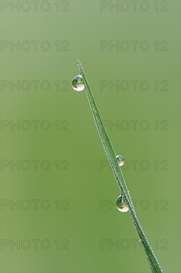 Blade of grass with water droplets