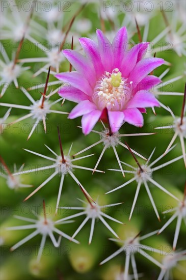 Pincushion Cactus