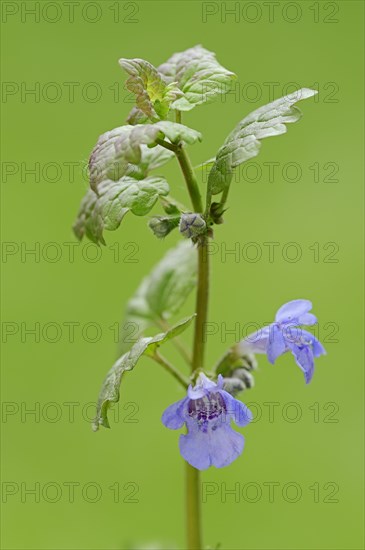 Ground-ivy