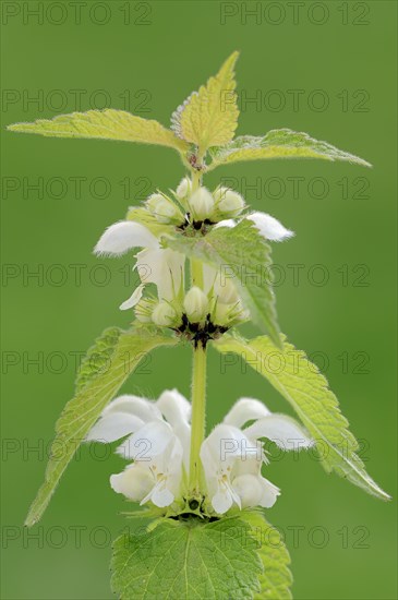 White nettle or white dead-nettle (Lamium album)