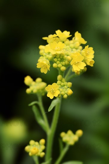 Goldentuft alyssum