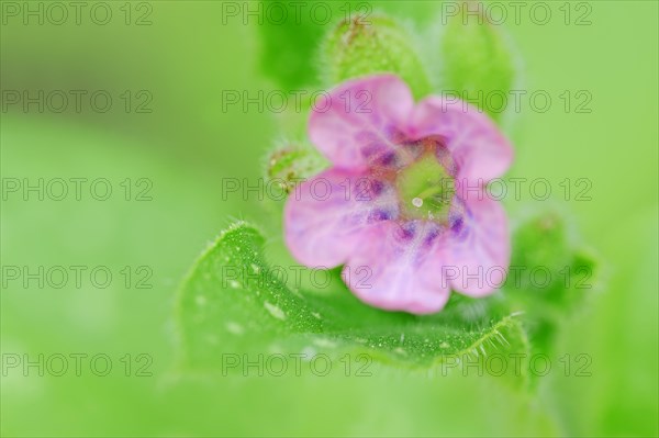 Lungwort or Our Lady's Milk Drops (Pulmonaria officinalis) flower