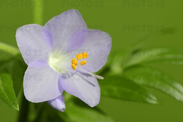 Jacob's Ladder or Greek Valerian (Polemonium caeruleum)