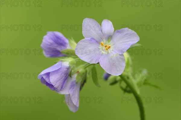 Jacob's Ladder or Greek Valerian (Polemonium caeruleum)