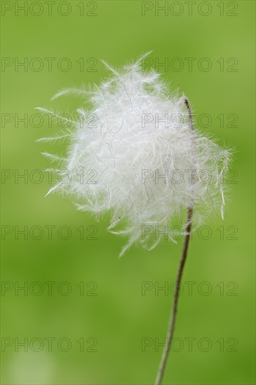 White Mountain Avens