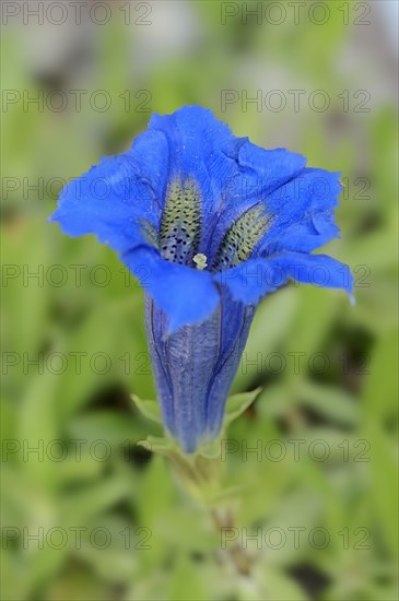 Narrow-leaved Gentian (Gentiana angustifolia)