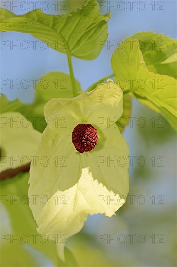 Dove tree