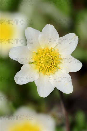 White Mountain Avens