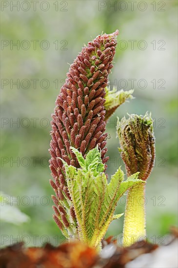 Poor Man's Parasol or Giant Rhubarb (Gunnera insignis)