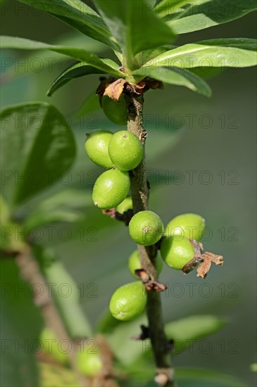 Mezereon (Daphne mezereum)